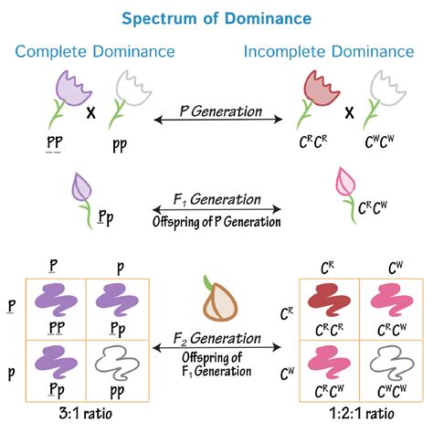 In phenotypes with inheritance, the parental traits have equal expression in a single offspring. . Codominance and incomplete dominance
